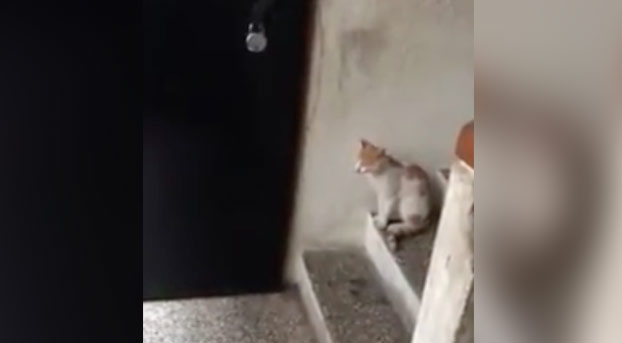 El gato que llama a la puerta y espera pacientemente a que le abran