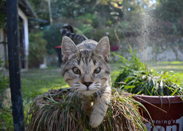 gatos-callejeros-sin-parpados-7