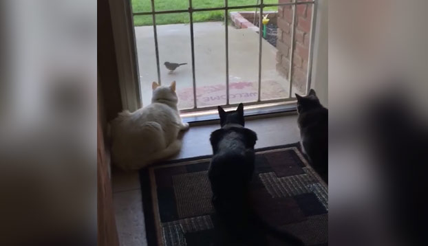 Tres gatos observando tranquilamente a un pajarito que está en la entrada