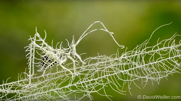 Un tipo de saltamontes que se camufla de forma increíble para sobrevivir en su entorno