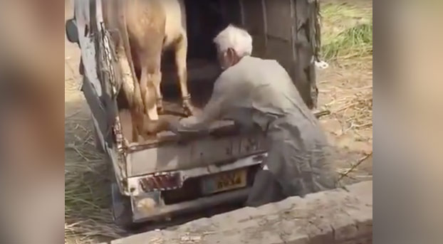 Una vaca mata a un hombre de una patada en el pecho