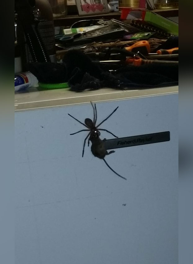 arana-gigante-raton-3