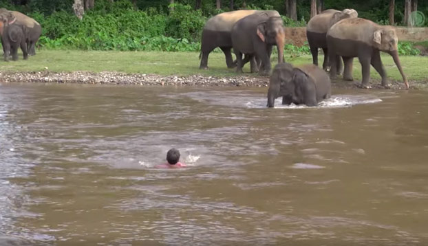 La nobleza animal: Esta elefanta se lanza al río para salvar a un hombre que era arrastrado por la corriente