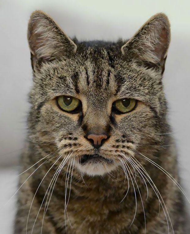 gato-31-anos-3