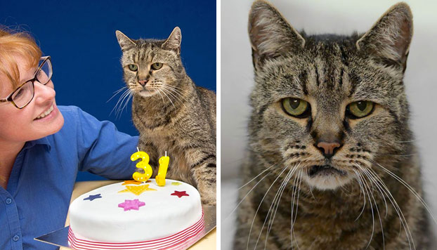 Nutmeg, el gato más viejo del mundo, celebra su 31 cumpleaños