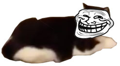 gato-troll