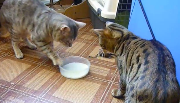 Dos gatos disputándose un bol de leche
