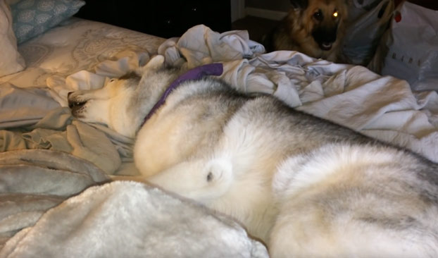 husky-a-gusto-cama