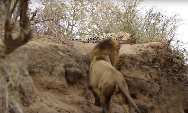 Acechando al enemigo: Un león ataca por sorpresa a un leopardo que está descansando