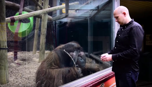 Este orangután alucina con el truco de magia de este mago