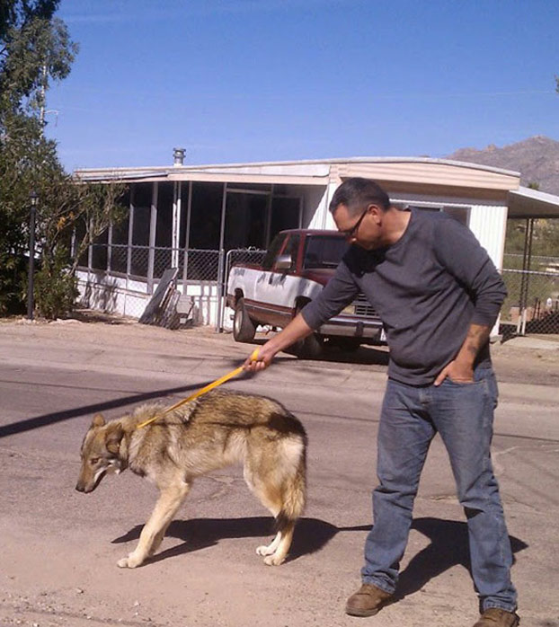 neon-perro-lobo-6