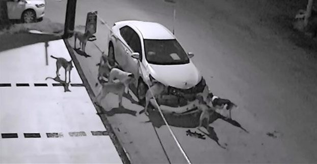 Una manada de perros callejeros es pillada in fraganti destrozando un coche