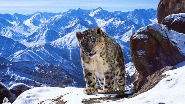 Planet Earth II, el trailer de la BBC con imágenes absolutamente IMPRESIONANTES