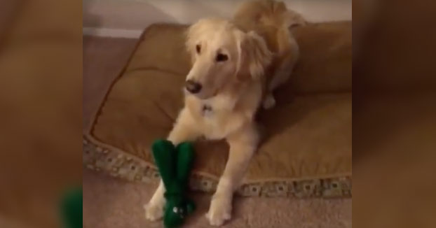 Se disfraza del juguete favorito de su perro y así es como reacciona el animal cuando lo ve