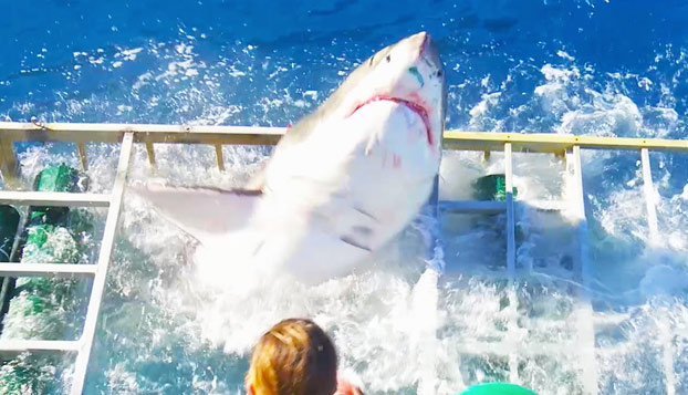 Un enorme tiburón blanco rompe la jaula donde nadaba un buzo