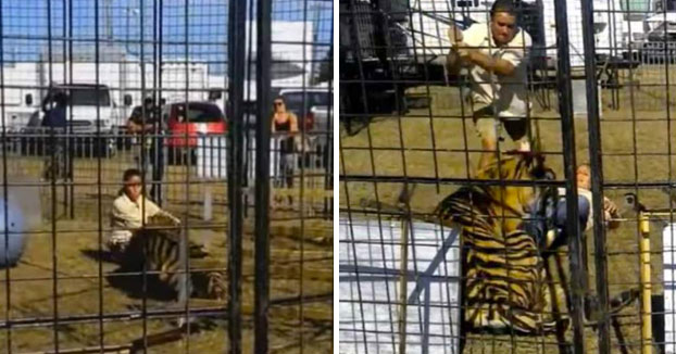 Un tigre ataca a su domadora frente a un grupo de niños