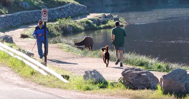 Ese momento en el que vas corriendo con tu perro y un alce os empieza a perseguir (Vídeo)