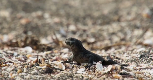 Doblaje del vídeo de la iguana y las serpientes criticando lo difícil que es opinar en Twitter