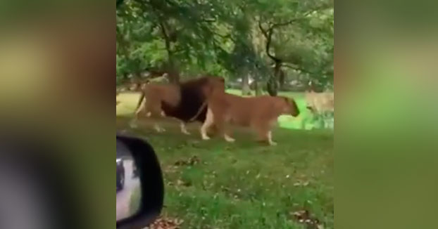 Mira hijo, mira que preciosidad de leones...