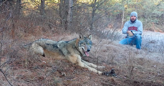 rescate-lobo-trampa