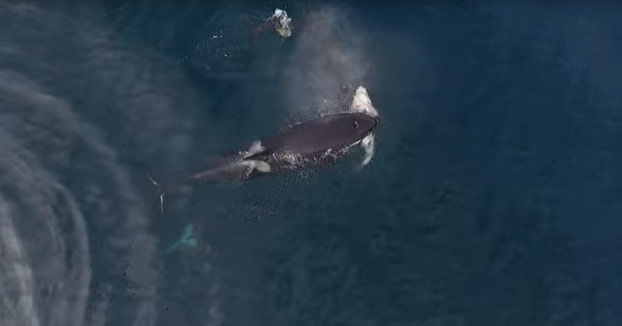 Graba con un drone como un grupo de orcas se comen a un tiburón (Vídeo)