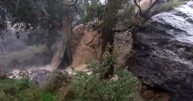 A este hombre le cae un árbol encima mientras grababa una rambla en Murcia (Vídeo)