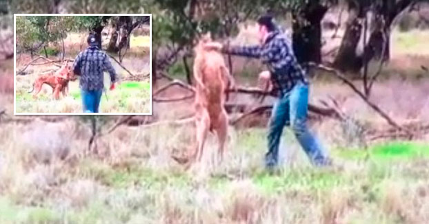 Un hombre le mete un puñetazo en la cabeza a un canguro que estaba estrangulando a su perro (Vídeo)