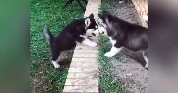 El pequeño Husky que no era capaz de subir un pequeño obstáculo. Su hermano intenta ayudarlo