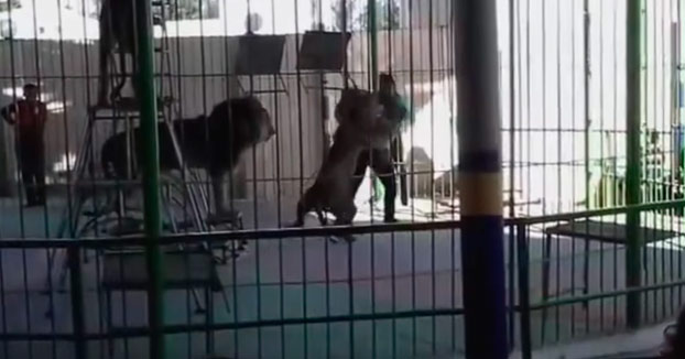 Un león ataca a su entrenador durante un show de circo bajo la mirada de decenas de niños. El hombre ha fallecido (Vídeo)