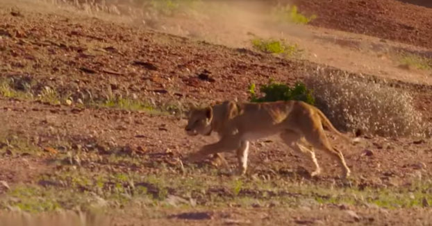 Espectacular momento en el que un león intenta atacar a una jirafa (Vídeo)