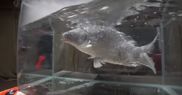 Un youtuber mete un pez vivo en nitrógeno líquido para ver qué ocurre