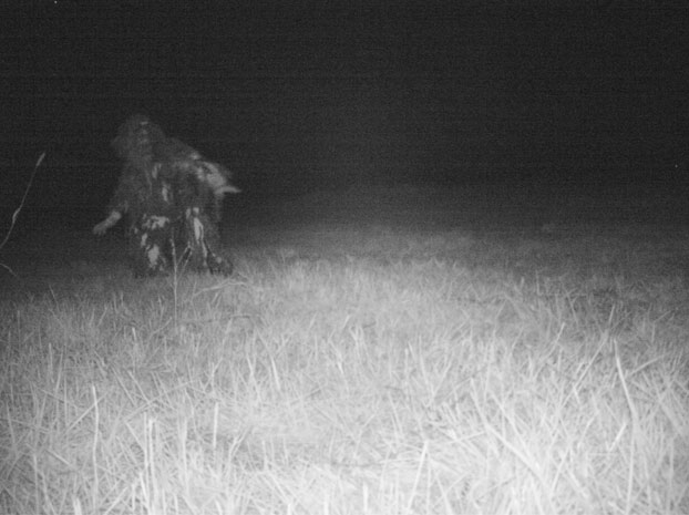 policia-camara-presencia-puma-2