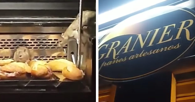 La Policía cierra una panadería Granier en Madrid tras descubrir a un grupo de ratas en los mostradores (Vídeo)