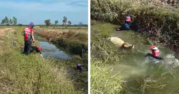 Mis amigos y yo íbamos a pescar cuando vimos a un becerro atrapado en un canal