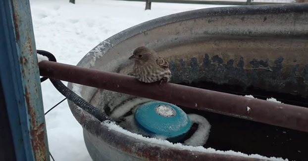 Este hombre usa su propio aliento para salvar a un pobre gorrión congelado