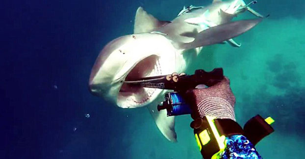 Este buceador repele el ataque de un tiburón por los pelos (Vídeo)