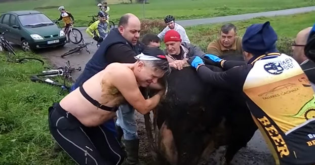 Un grupo de ciclistas de Betanzos se detiene para salvarle la vida a un ternero al ayudarlo a nacer (Vídeo)