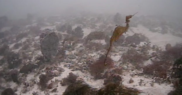 Graban el primer dragón marino rojo en libertad. Especie descubierta en 2015