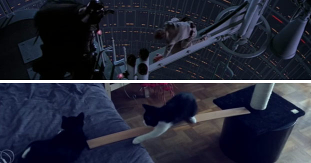 La mítica escena de ''Luke, yo soy tu padre'' recreada con gatos