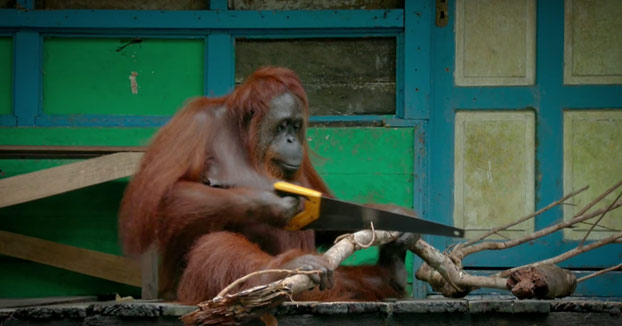 Esta orangután aprende sola a serrar con una segueta. Era la primera vez que veía una