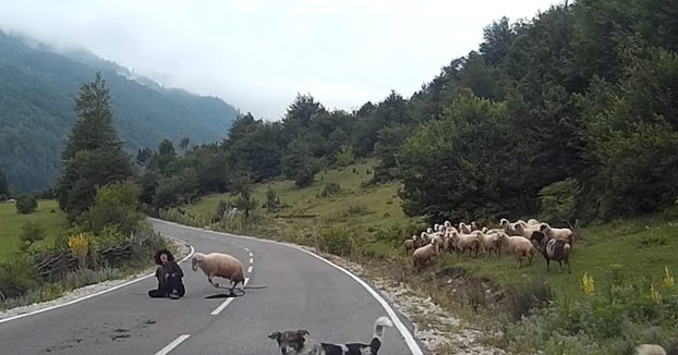 Un conductor graba como una oveja atacó a su pastor de forma brutal