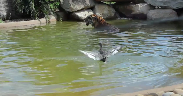 El pato más valiente del mundo: Desafía a un tigre de Sumatra y sale vencedor