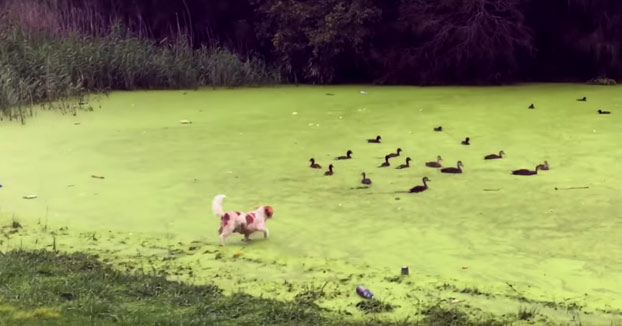 Este perro ha aprendido que no todo es hierba