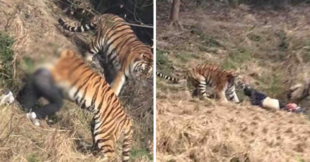 Un tigre de un zoo de China mata a un hombre que intentaba entrar gratis al recinto (Vídeo)