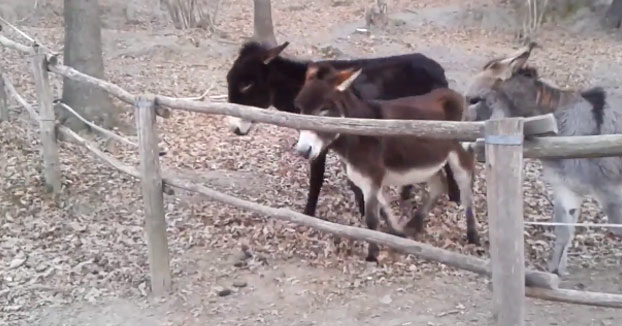 Un burro lucha por cruzar al otro lado de la valla. No lo consigue y un compañero le presta ayuda