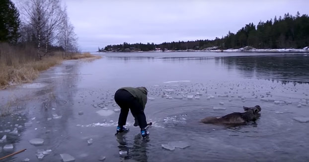 Salvan a un alce a punto de morir congelado en el lago (Vídeo)