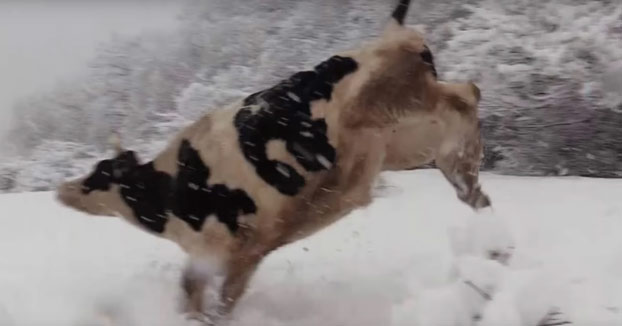 Toros y vacas jugando en la nieve como niños tras la primera nevada del año en Girona