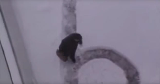 Cómo trolear a los transeúntes después de una gran nevada