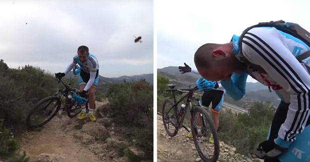 Un grupo de 20 ciclistas granadinos son atacados por un enjambre de abejas (Vídeo)