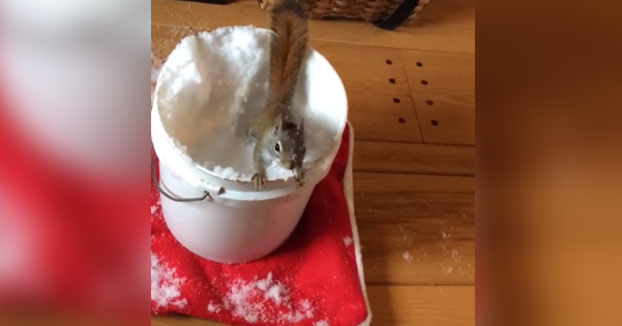 Mis padres rescataron a una ardilla bebé la pasada primavera y así ha sido su primera experiencia con la nieve